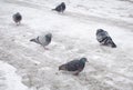 Pidgeons on snow and ice during winter Royalty Free Stock Photo