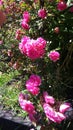 Flowers on PIduruthalagala Mountain