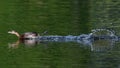 Pie billed grebe taking off from water in a small pond Royalty Free Stock Photo