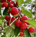 Pie Cherries on the Tree Royalty Free Stock Photo