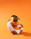 Pied ball python wrapped around citruses. Snake with orange. Exotic pet cute studio shot Royalty Free Stock Photo