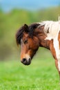 Piebald bay horse