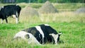 Piebald black and white cow