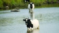 Piebald black and white cow