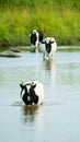 Piebald black and white cow