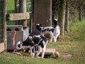 Piebald black and white lambs, probably Jacob breed sheep in field. UK. Royalty Free Stock Photo