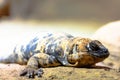 Piebald chuckwalla