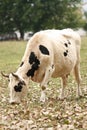 Piebald cow Royalty Free Stock Photo