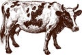 Piebald cow