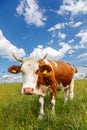 Piebald cow on the field