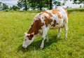 Piebald cow grazing on the field Royalty Free Stock Photo