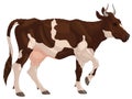 A piebald cow walking.