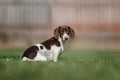 piebald dachshund dog sitting on green grass photo of pets Royalty Free Stock Photo