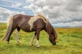 Piebald Dartmoor Pony grazing in the moor in Dartmoor, Devon, UK Royalty Free Stock Photo