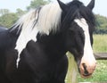 Piebald Farm Horse