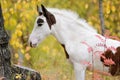 Piebald foal