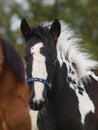 Piebald Foal Headshot