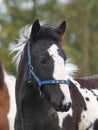 Piebald Foal Headshot