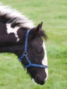 Piebald Foal Headshot