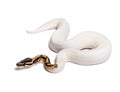 Piebald high white ball python, python regius Royalty Free Stock Photo