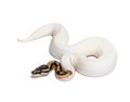 Piebald high white ball python, python regius Royalty Free Stock Photo