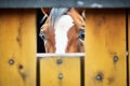 piebald horse eyes peeking from stable gap Royalty Free Stock Photo