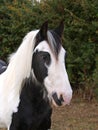 Piebald Horse Headshot