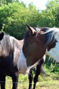 a piebald horse in the paddock on a sunny summer day close up, Royalty Free Stock Photo