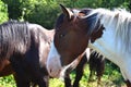 a piebald horse in the paddock on a sunny summer day close up,