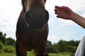 a piebald horse in the paddock on a sunny summer day close up, Royalty Free Stock Photo