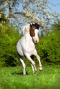 Piebald horse run Royalty Free Stock Photo