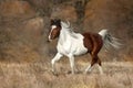 Piebald  horse run Royalty Free Stock Photo