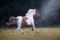 Piebald horse run