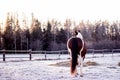 Piebald horse standing at the farm paddock Royalty Free Stock Photo