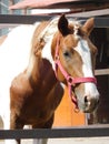 Piebald horse portrait Royalty Free Stock Photo