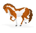 Piebald horse