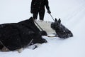 piebald mare in the fresh air in winter while walking through the forest. bathes in the snow. a demonstration of the proverb that Royalty Free Stock Photo