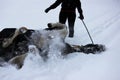 piebald mare in the fresh air in winter while walking through the forest. bathes in the snow. a demonstration of the proverb that Royalty Free Stock Photo