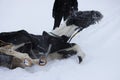 piebald mare in the fresh air in winter while walking through the forest. bathes in the snow. a demonstration of the proverb that Royalty Free Stock Photo