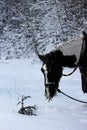 piebald mare in the fresh air in winter while walking through the forest. the horse eats at young spruce trees and tree branches.