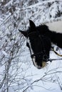 piebald mare in the fresh air in winter while walking through the forest. the horse eats at young spruce trees and tree branches.