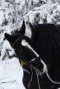 piebald mare in the fresh air in winter while walking through the forest. the horse eats at young spruce trees and tree branches.