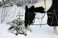 piebald mare in the fresh air in winter while walking through the forest. the horse eats at young spruce trees and tree branches.