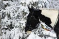 piebald mare in the fresh air in winter while walking through the forest. the horse eats at young spruce trees and tree branches.