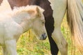 a piebald mare of an Icelandic Horse with it`s lovely white foal in the meadow Royalty Free Stock Photo