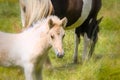 a piebald mare of an Icelandic Horse with it`s lovely white foal