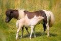 a piebald mare of an Icelandic Horse with it`s lovely white foal