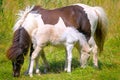 a piebald mare of an Icelandic Horse with it`s lovely white foal in the meadow Royalty Free Stock Photo