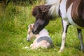 a piebald mare of an Icelandic Horse with it`s lovely white foal in the meadow Royalty Free Stock Photo