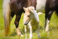 a piebald mare of an Icelandic Horse with it`s lovely white foal Royalty Free Stock Photo